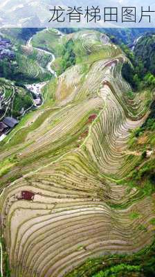 龙脊梯田图片-第2张图片-欧景旅游网