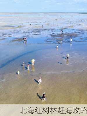 北海红树林赶海攻略