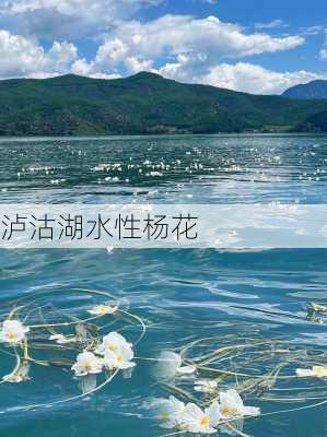 泸沽湖水性杨花