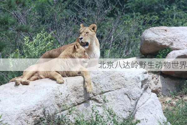 北京八达岭野生动物世界-第1张图片-欧景旅游网