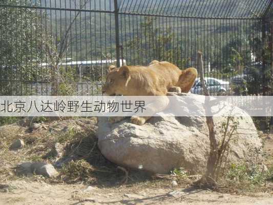 北京八达岭野生动物世界-第3张图片-欧景旅游网