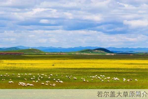 若尔盖大草原简介-第2张图片-欧景旅游网