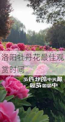 洛阳牡丹花最佳观赏时间-第2张图片-欧景旅游网