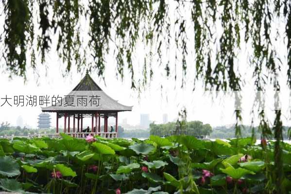 大明湖畔的夏雨荷-第2张图片-欧景旅游网