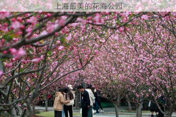 上海最美的花海公园