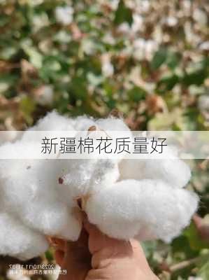 新疆棉花质量好-第3张图片-欧景旅游网