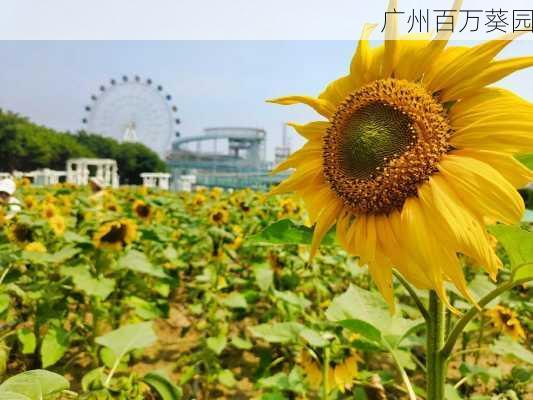 广州百万葵园-第1张图片-欧景旅游网