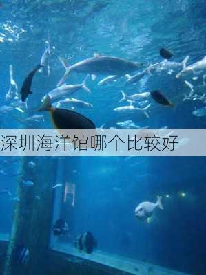 深圳海洋馆哪个比较好-第1张图片-欧景旅游网