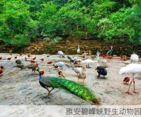 雅安碧峰峡野生动物园-第2张图片-欧景旅游网