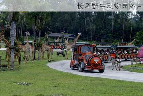 长隆野生动物园图片-第2张图片-欧景旅游网