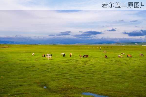 若尔盖草原图片-第2张图片-欧景旅游网