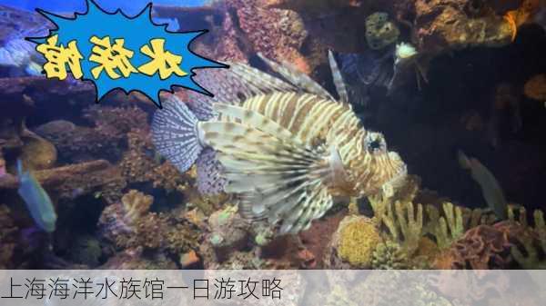 上海海洋水族馆一日游攻略-第1张图片-欧景旅游网