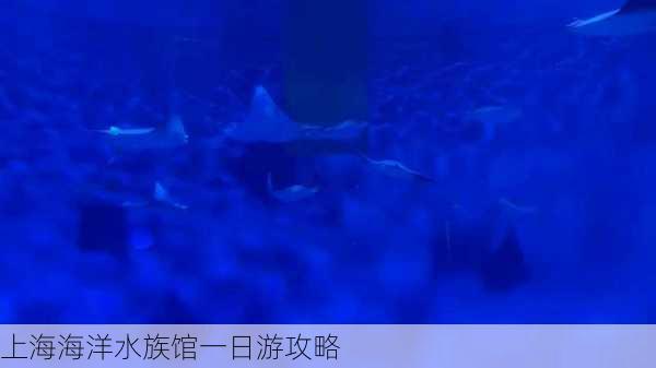 上海海洋水族馆一日游攻略-第2张图片-欧景旅游网