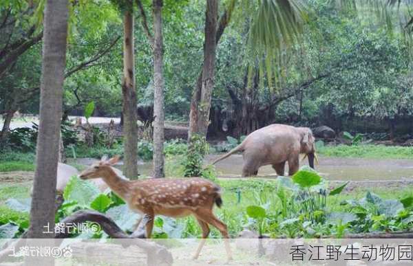 香江野生动物园-第2张图片-欧景旅游网