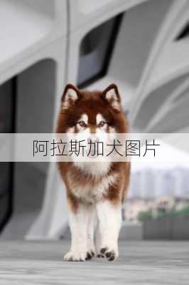 阿拉斯加犬图片-第3张图片-欧景旅游网