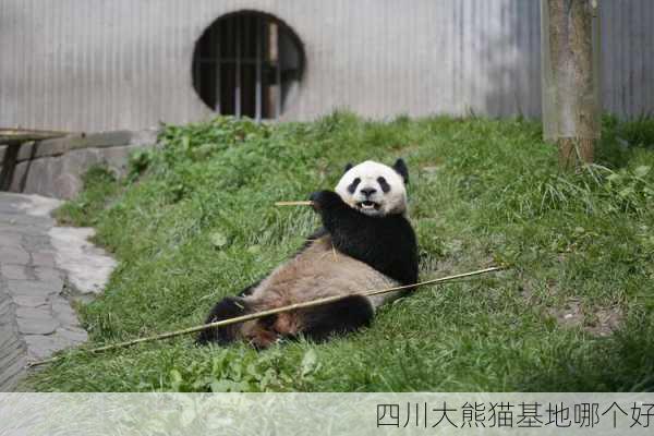 四川大熊猫基地哪个好-第3张图片-欧景旅游网