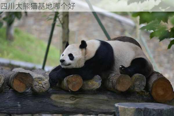 四川大熊猫基地哪个好